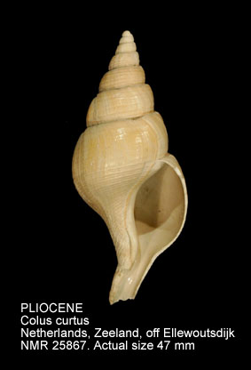PLIOCENE Colus curtus.jpg - PLIOCENE Colus curtus (Jeffreys,1867)
